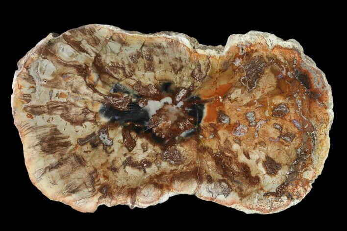 Petrified Horsetail (Calamites?) From Madagascar - Rare! #139605